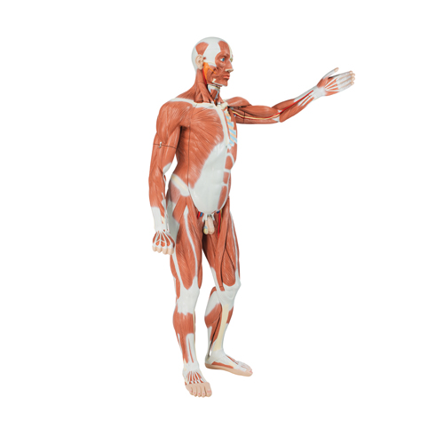 Muscular figure 30 Parts