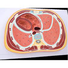 Schematic Cross Section through Thorax T18