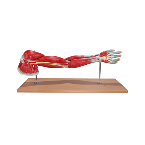 Muscles Of The Arm