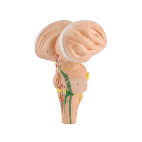 Brainstem, Enlarged 3 Times