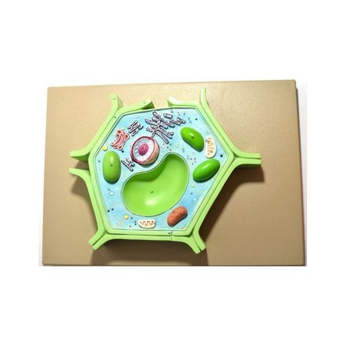 Plant Cell