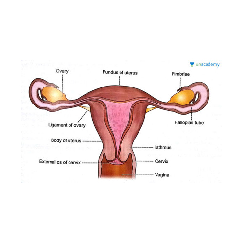 Female Reproductive System