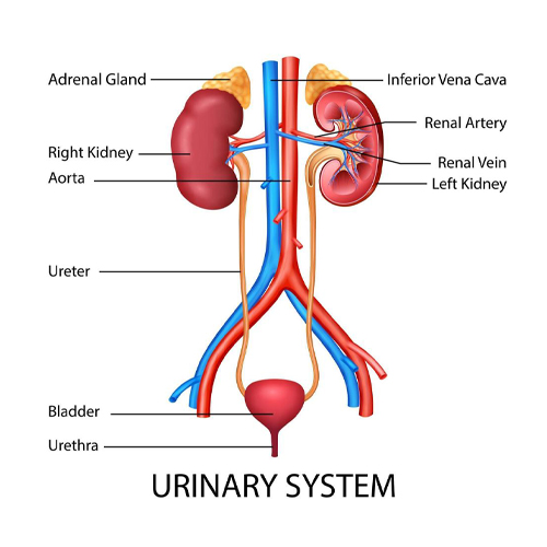 Human Urinary System