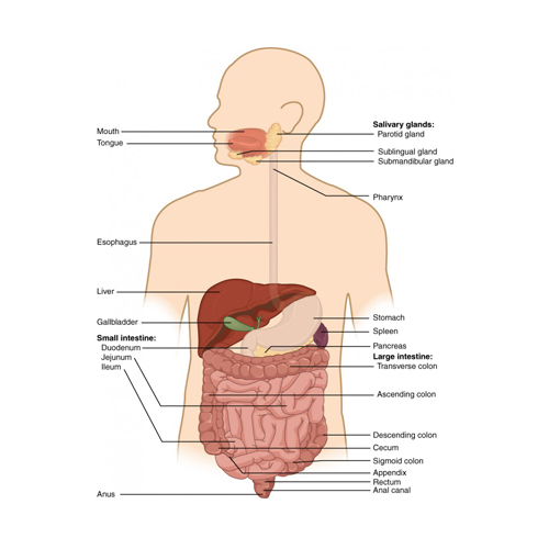 Digestive System