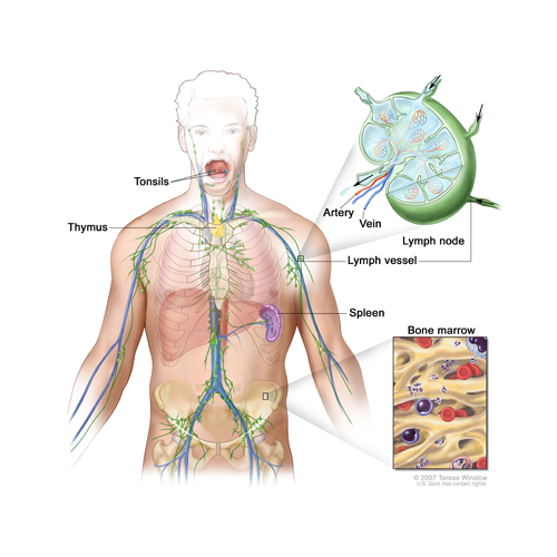 Lymphatic System