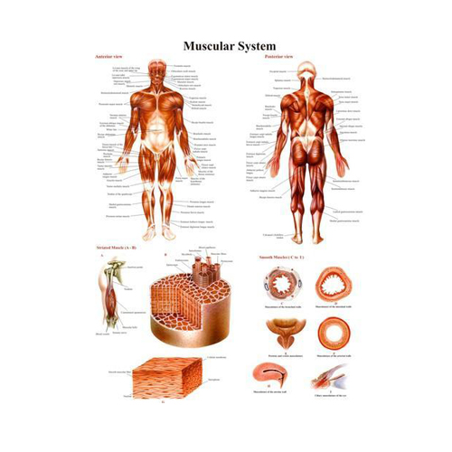 Muscular System