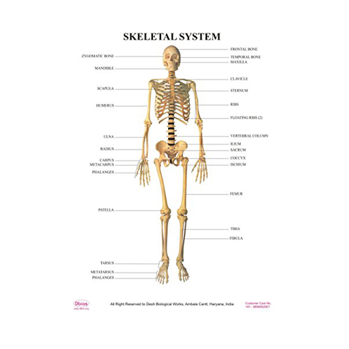 Skeletal System