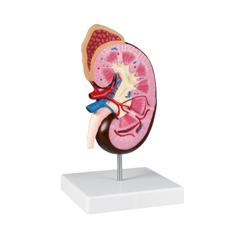 Model of kidney and L.S. of kidney