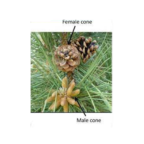 Male and Female cones of pinus