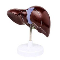 Liver, Life Size Model