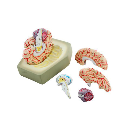 Human Brain Model 5 Parts