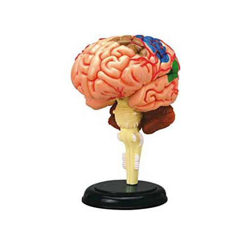 Brain Anatomy 3D Model 7 Parts