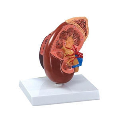 Kidney Model, 2X Actual Size