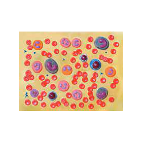 Human blood cells