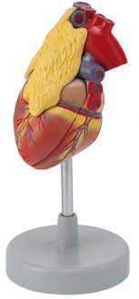 Heart with thymus