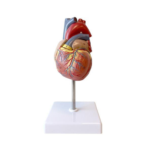 Human Heart (2 Parts)