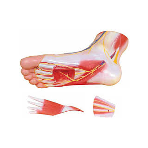 Regional Anatomy of the Foot