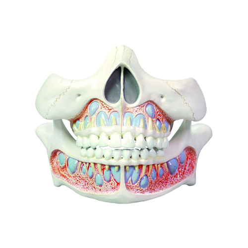 Deciduous Teeth Model