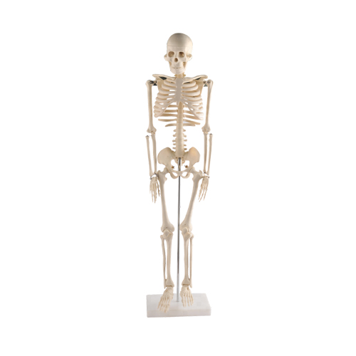 Mini Skeleton