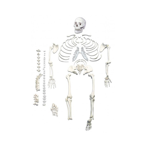 Human Disarticulated Skeleton, full