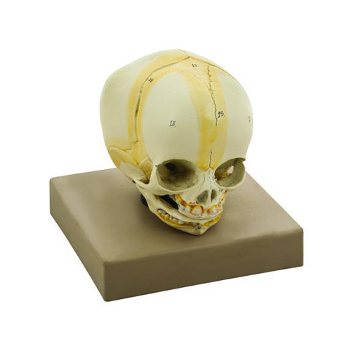 Baby Skull