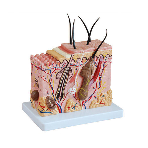 Pathological Model of the Skin