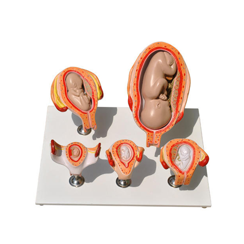 Fetal Development