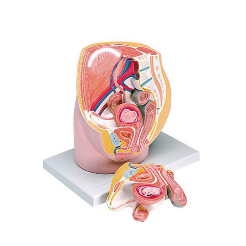 Female Pelvis with 8-Week Ebryo 3 Parts