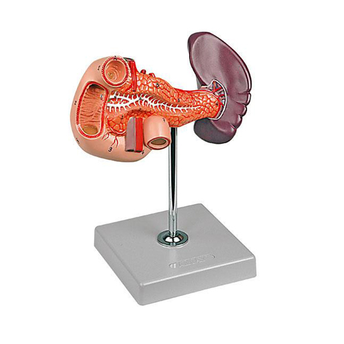 Pancreas, Duodenum & Spleen