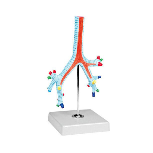 Model Of Segmental Bronchi