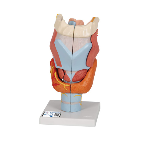 Larynx, life size 2 Parts