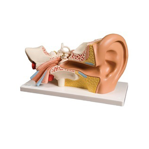 Ear Diseases