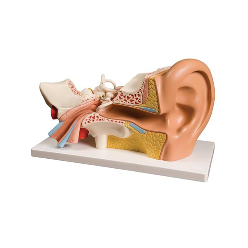 Ear Model