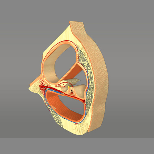 Cochlea And Corti's Organ