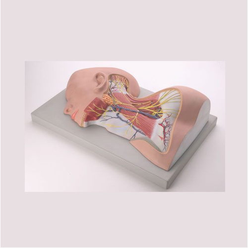 Nerves of Neck Region